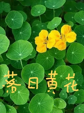 落日黃花（黃花顧紅軍）全文免費閱讀無彈窗大結局_(落日黃花免費閱讀全文大結局)最新章節(jié)列表_筆趣閣（落日黃花）